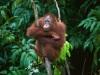 Young Orangutan